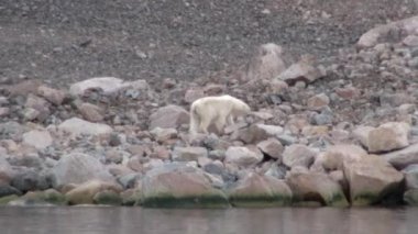 Tundra içinde Svalbard ıssız buz üzerinde beyaz kutup ayısı.