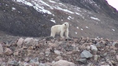 Svalbard buz tundra içinde kayalık kıyısında beyaz kutup ayısı ıssız.