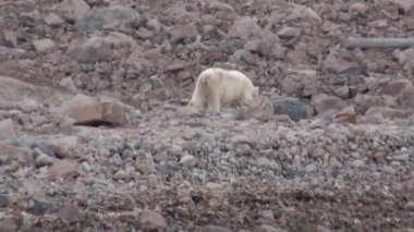 Beyaz kutup ayısı tundra içinde Svalbard ıssız buz karda yürürken.