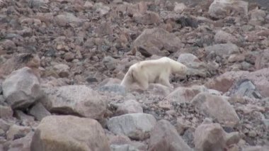 Tundra içinde Svalbard ıssız buz kayalık sahil kutup ayısı devam.