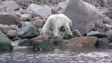 Tundra içinde Svalbard ıssız buz kayalık sahil kutup ayısı devam.