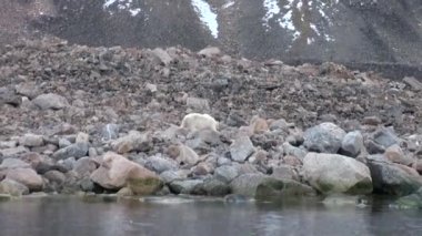 Tundra içinde Svalbard ıssız buz kayalık sahil kutup ayısı devam.
