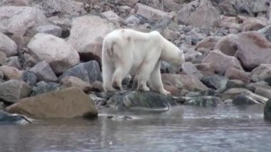 Beyaz kutup ayısı tundra içinde Svalbard ıssız buz karda yürürken.