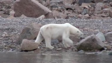 Tundra içinde Svalbard ıssız buz kayalık sahil deniz ayısı devam.