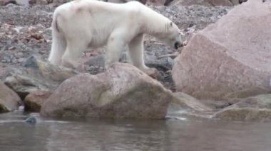 Beyaz kutup ayısı tundra içinde Svalbard ıssız buz karda yürürken.