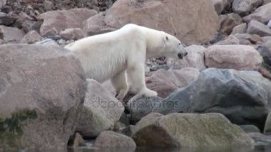 Tundra içinde Svalbard ıssız buz kayalık sahil deniz ayısı devam.