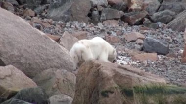 Tundra içinde Svalbard ıssız buz kayalık sahil deniz ayısı devam.
