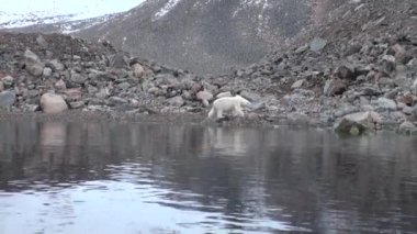Beyaz kutup ayısı tundra içinde Svalbard ıssız buz karda yürürken.