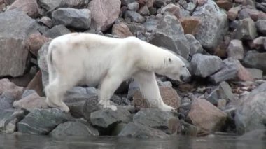 Beyaz kutup ayısı tundra içinde Svalbard ıssız buz karda yürürken.