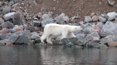 Tundra içinde Svalbard ıssız buz kayalık sahil kutup ayısı devam.