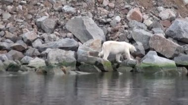 Beyaz deniz ayısı Svalbard buz tundra içinde kayalık kıyısında terk edilmiş.
