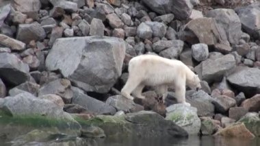 Beyaz deniz ayısı Svalbard buz tundra içinde kayalık sahilde terk edilmiş.