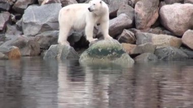 Beyaz deniz ayısı Svalbard buz tundra içinde kayalık kıyısında terk edilmiş.