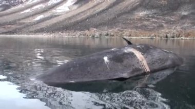 Svalbard, suda ölü balina.