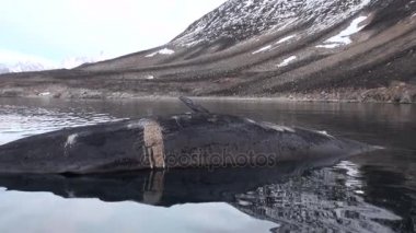 Suda ölü, ıssız büyük balina yalan Svalbard tundra buz.
