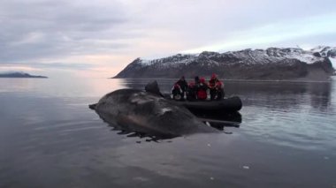 Svalbard, suda ölü balina.