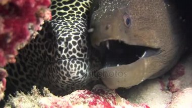 Müren balığı siyah ve arka plan mercan sualtı Maldivler deniz üzerinde benekli.