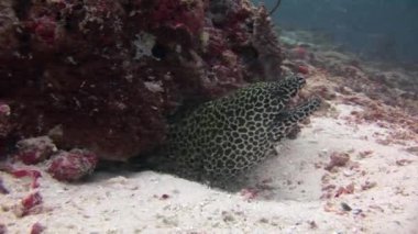 Benekli moray closeup arka plan mercan sualtı Maldivler deniz üzerinde başkanı.