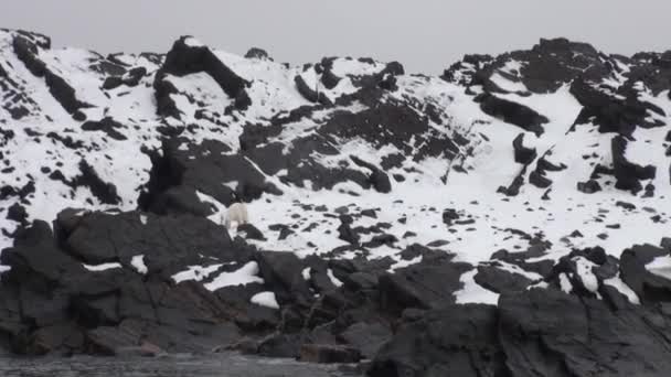 흰색 북극곰 Spitsbergen의 얼음의 황폐에서 눈에 산책. — 비디오