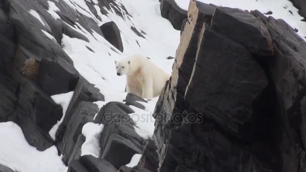 Fehér-tenger medve hó egy elhagyatott jeges Tundra, a Spitzbergák. — Stock videók