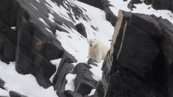 Polar bear go in search of food in Nordic badlands of Spitsbergen. — Stock Video