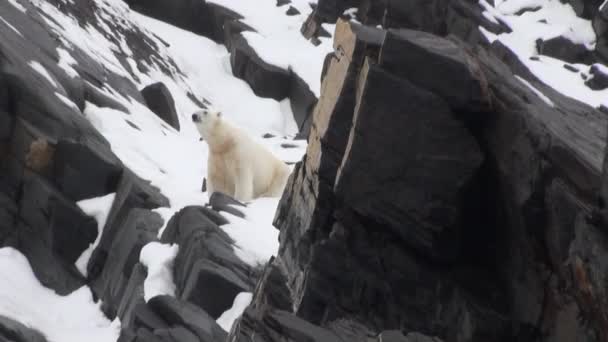 Tengeri medve megy a hó a tundra, a Spitzbergák. — Stock videók