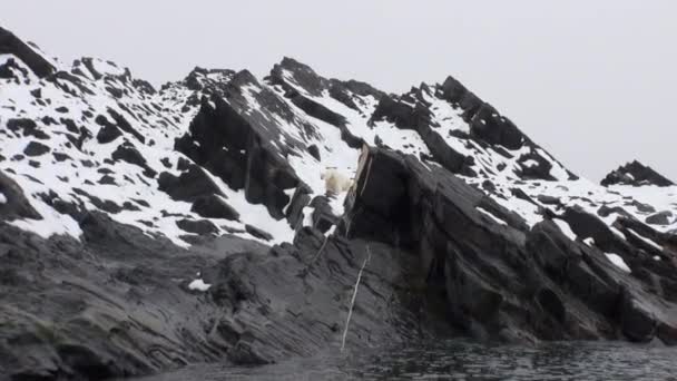 White polar bear go in search of food in Nordic badlands of Spitsbergen. — Stock Video