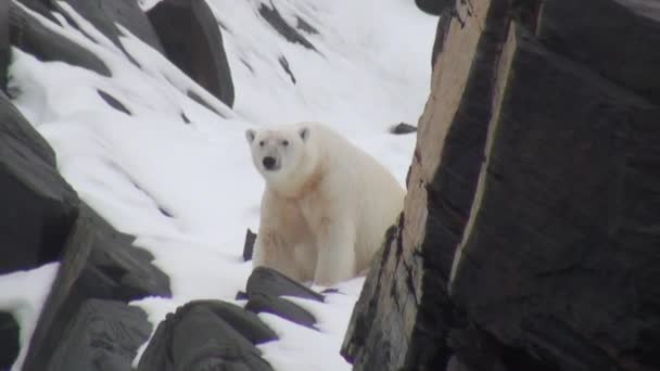 Biały niedźwiedź polarny, chodzenie po śniegu w opuszczonej lodu Spitsbergen. — Wideo stockowe