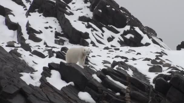 White sea bear on snow in a desolate icy tundra of Spitsbergen. — Stock Video