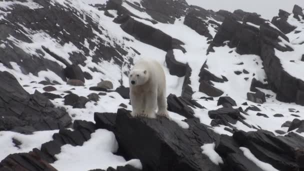 Sea bear go on snow in tundra of Spitsbergen. — Stock Video