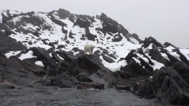 Urso polar branco caminhando na neve em um desolado de gelo de Spitsbergen . — Vídeo de Stock