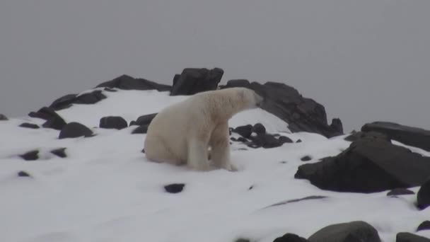 Λευκή πολική αρκούδα στην βραχώδη ακτή σε μια έρημη από πάγο τούνδρα του Σβάλμπαρντ. — Αρχείο Βίντεο