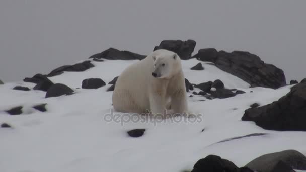 Fehér jegesmedve, a sivár jég a tundra, Svalbard.