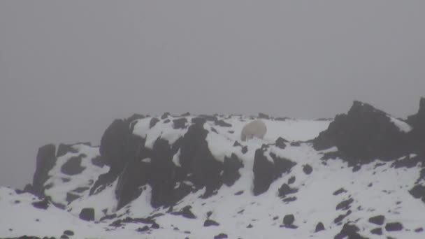 Weißer Eisbär am felsigen Ufer in einer menschenleeren Eistundra auf Spitzbergen. — Stockvideo