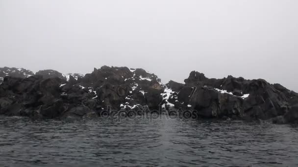 Fehér jegesmedve, sziklás partján, a sivár, a jég tundra, Svalbard. — Stock videók