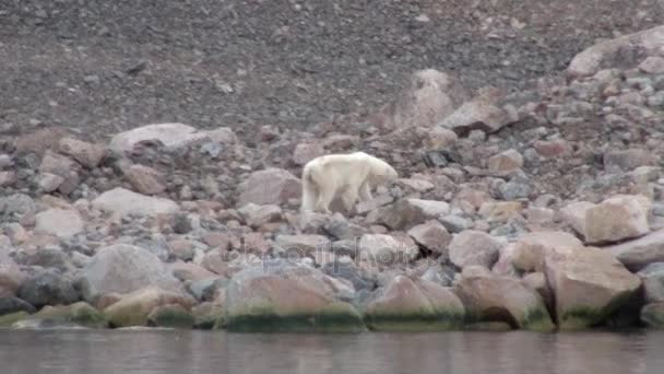 Білий полярний ведмідь на пустинній льоду на Шпіцбергені тундри. — стокове відео