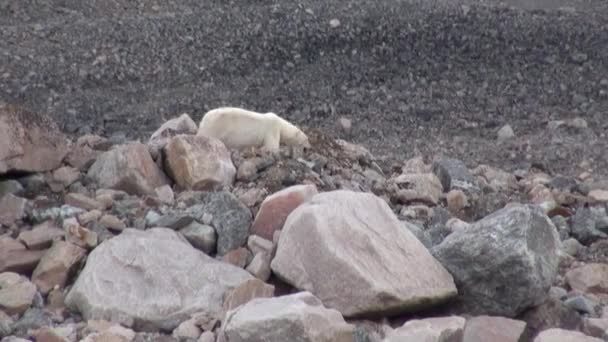 Orso polare bianco sulla riva rocciosa in una tundra deserta di ghiaccio delle Svalbard . — Video Stock