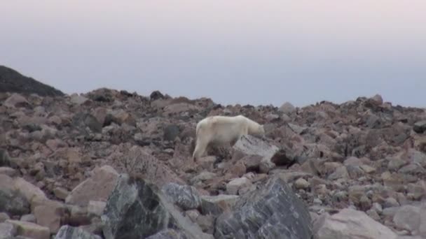 White polar bear on desolate ice of tundra in Svalbard. — Stock Video