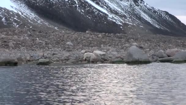 Beyaz kutup ayısı tundra içinde Svalbard ıssız buz karda yürürken. — Stok video