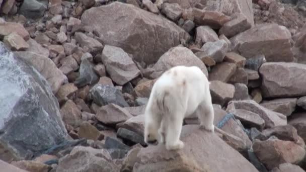 Urso polar branco caminhando sobre a neve em gelo desolado de tundra em Svalbard . — Vídeo de Stock