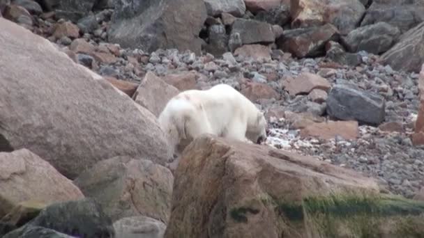 Sea bear go on rocky shore in desolate ice of tundra in Svalbard. — Stock Video