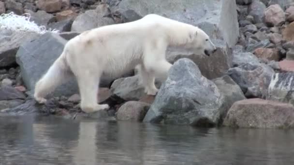 Polar bear go on rocky shore in desolate ice of tundra in Svalbard. — Stock Video