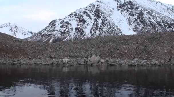 Eisbär geht an felsiges Ufer im trostlosen Eis der Tundra auf Spitzbergen. — Stockvideo