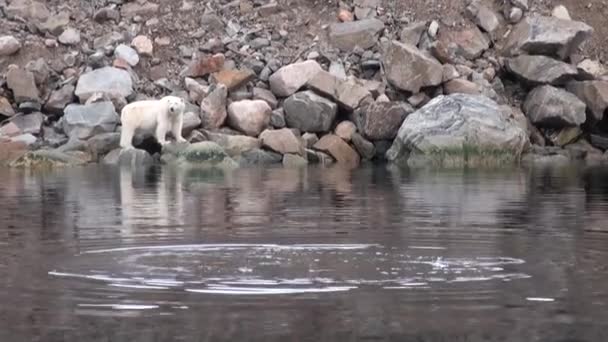 El oso marino blanco está en la costa rocosa en el desierto de la tundra de hielo de Svalbard . — Vídeos de Stock