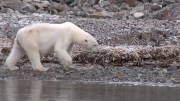 Vita havet björnen är på den steniga stranden i öde av is tundran i Svalbard. — Stockvideo