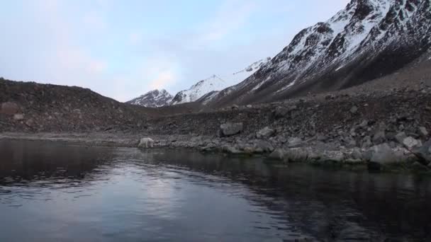 Morza białego niedźwiedzia jest na skalistym brzegu w opuszczony z lodowej tundrze Svalbard. — Wideo stockowe