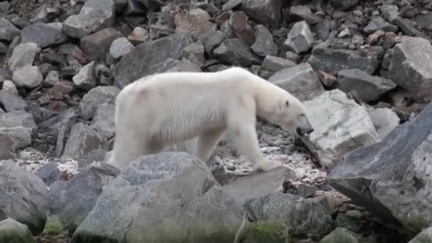 Morza białego niedźwiedzia jest na skalistym brzegu w opuszczony z lodowej tundrze Svalbard. — Wideo stockowe
