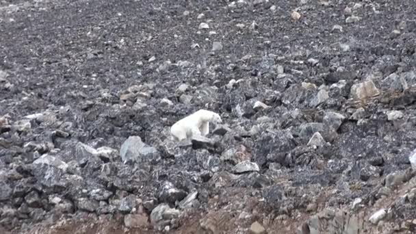 Witte Zee beer is op de rotsachtige kust in verlaten van ijs toendra van Spitsbergen. — Stockvideo