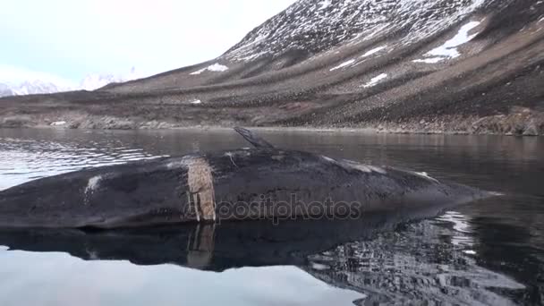 Nagy fehér bálna hazugság halott a vízben a sivár jég tundra, Svalbard. — Stock videók