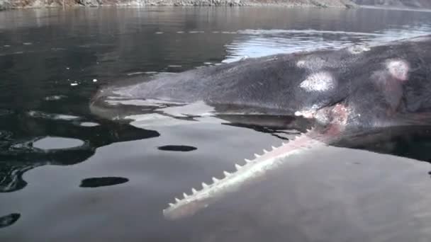 Dead whale in water of Svalbard. — Stock Video